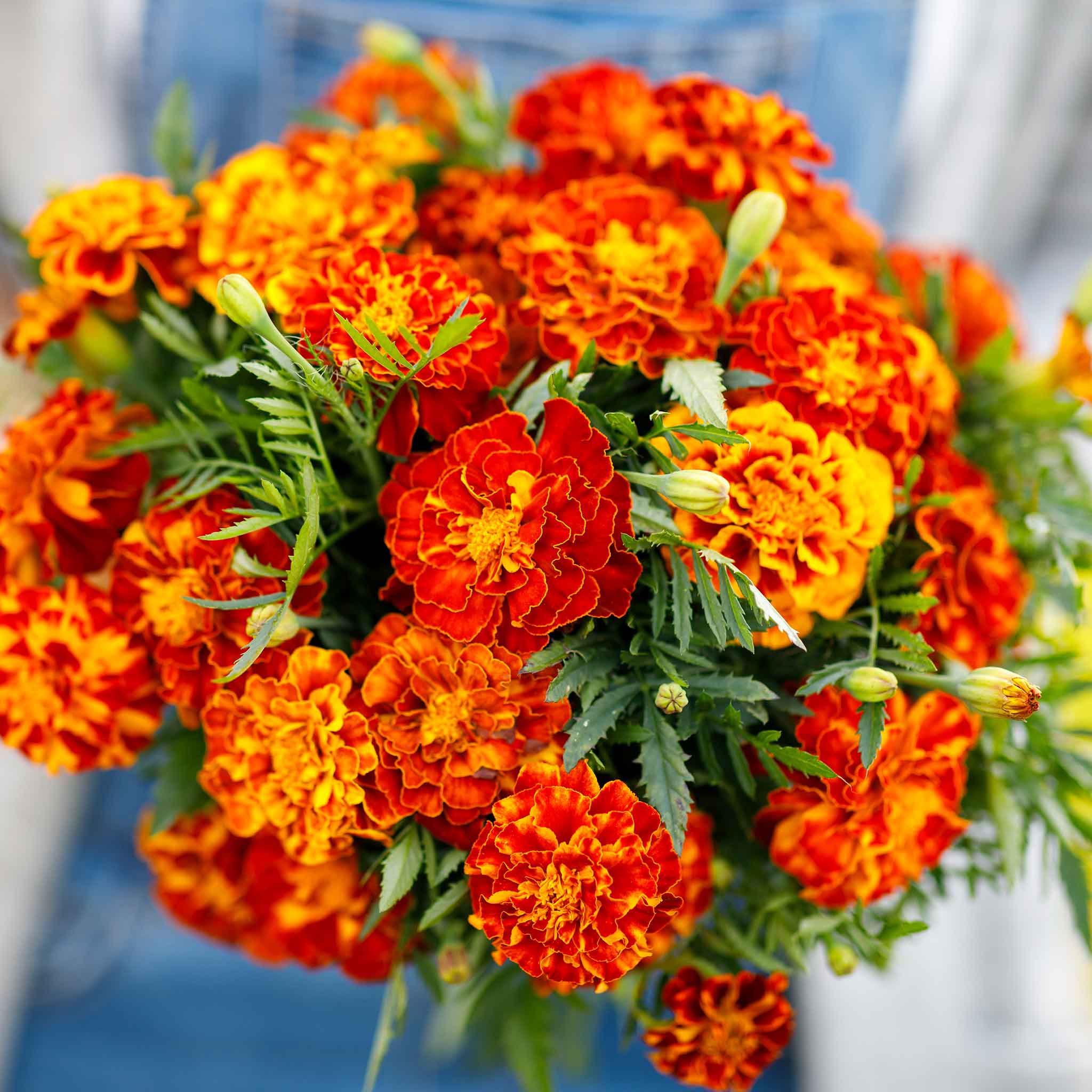 flowers for containers