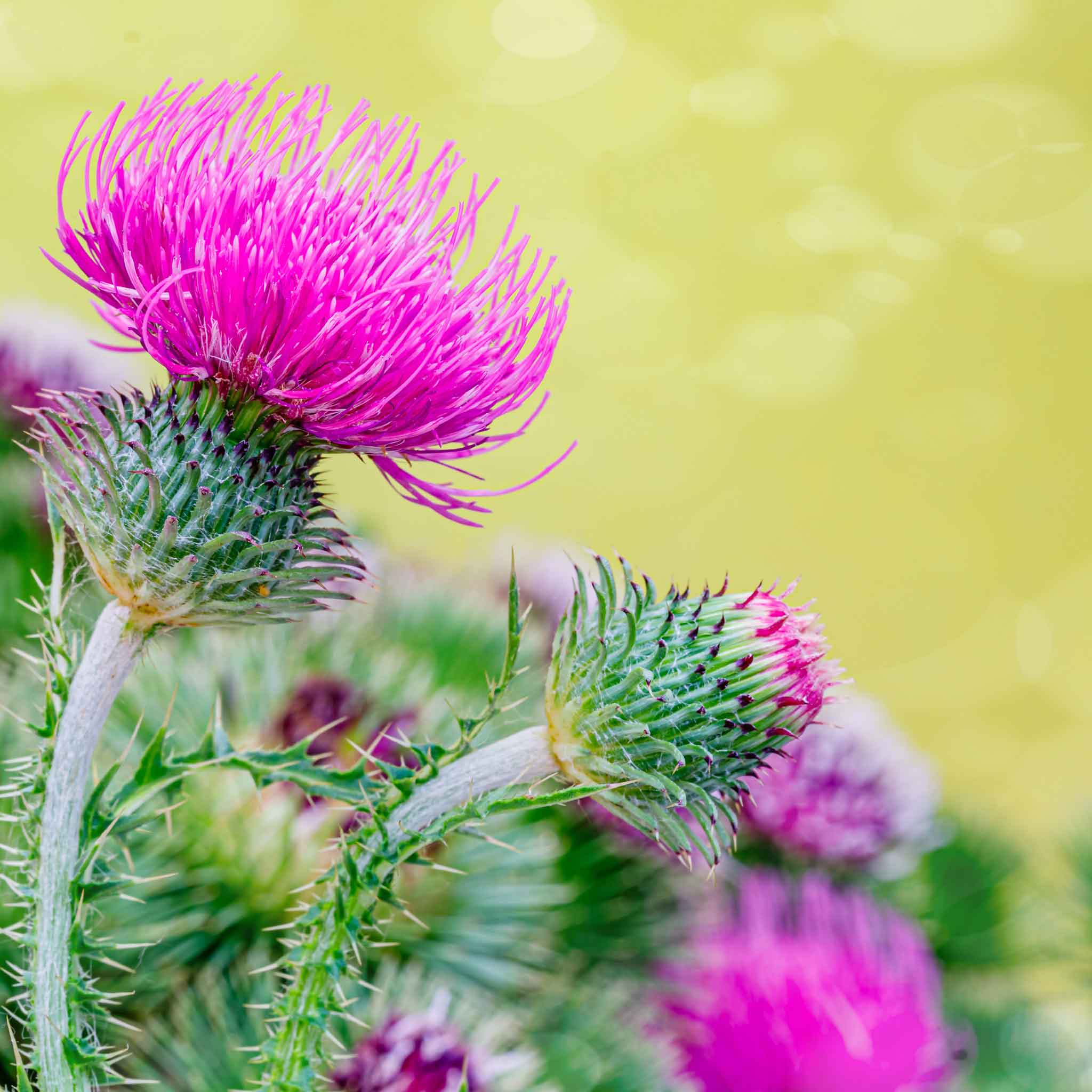 milk thistle seeds