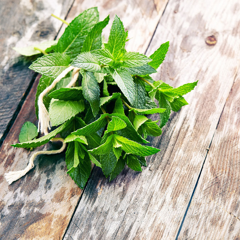 mint seeds
