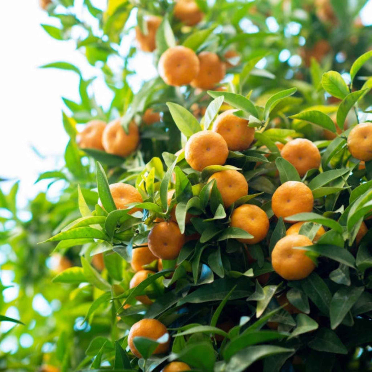 Fruits and Berries