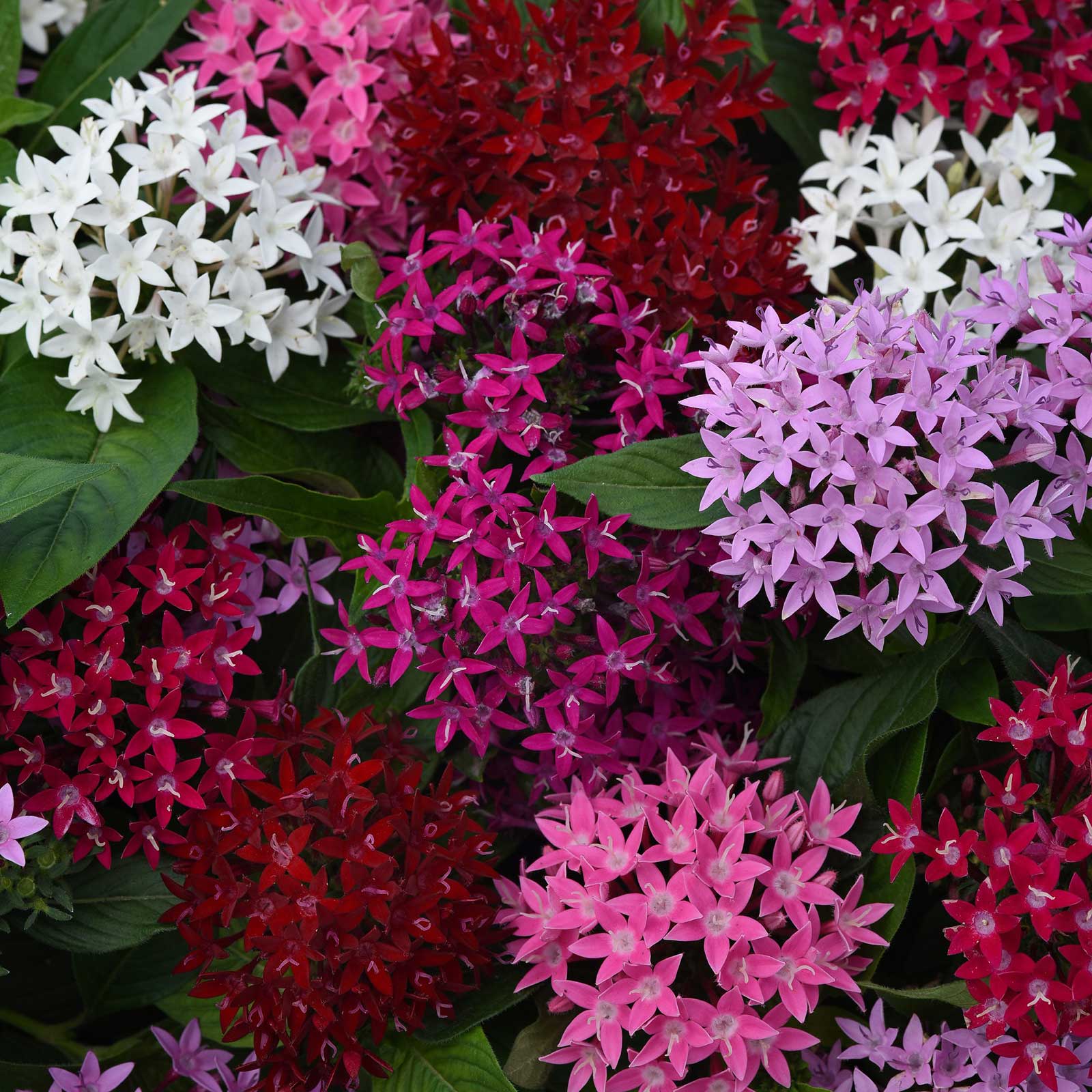 Pentas Seeds