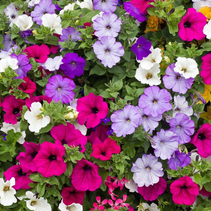 petunia seeds