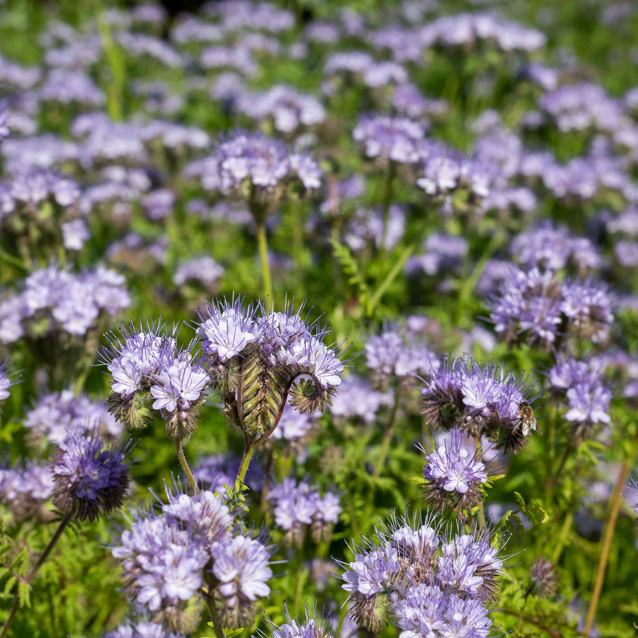 lacy phacelia seeds