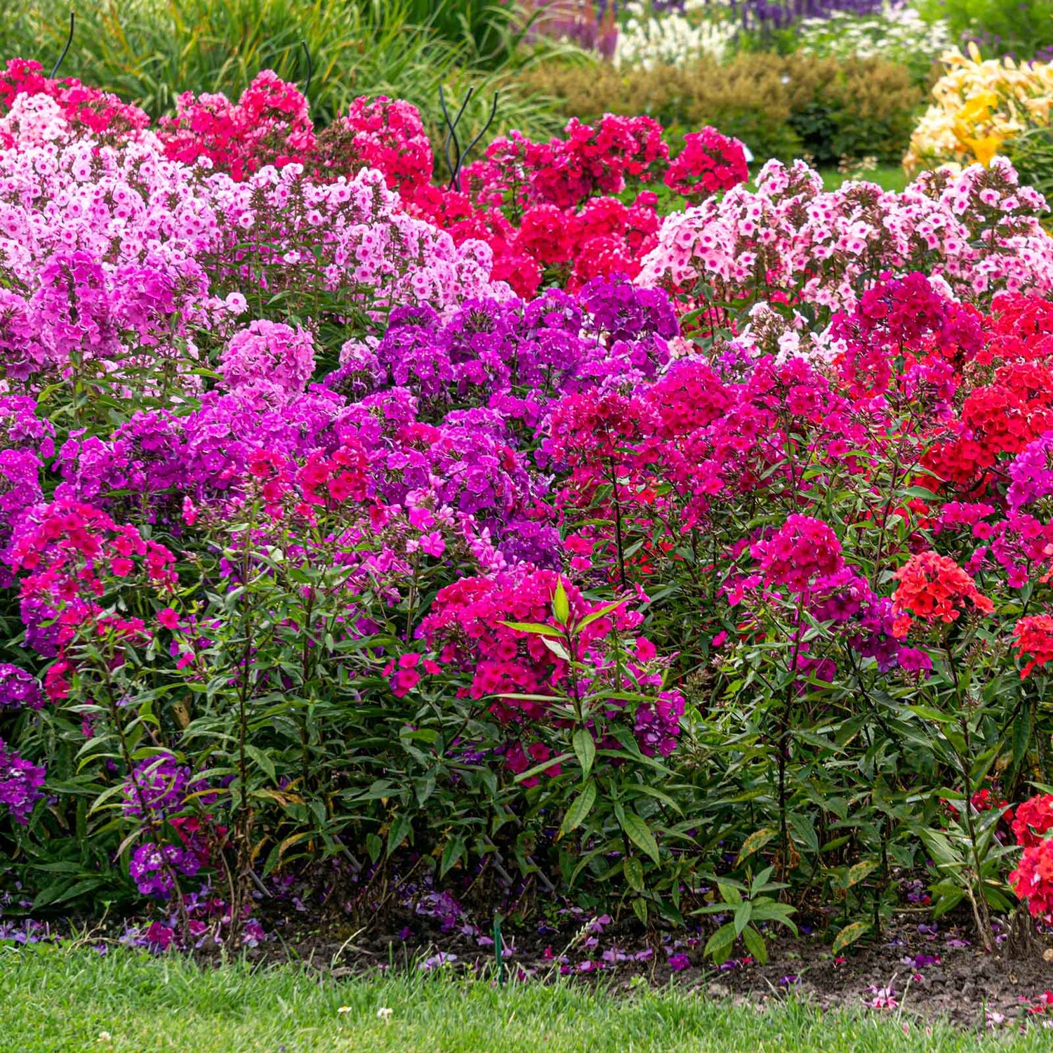 Phlox Roots