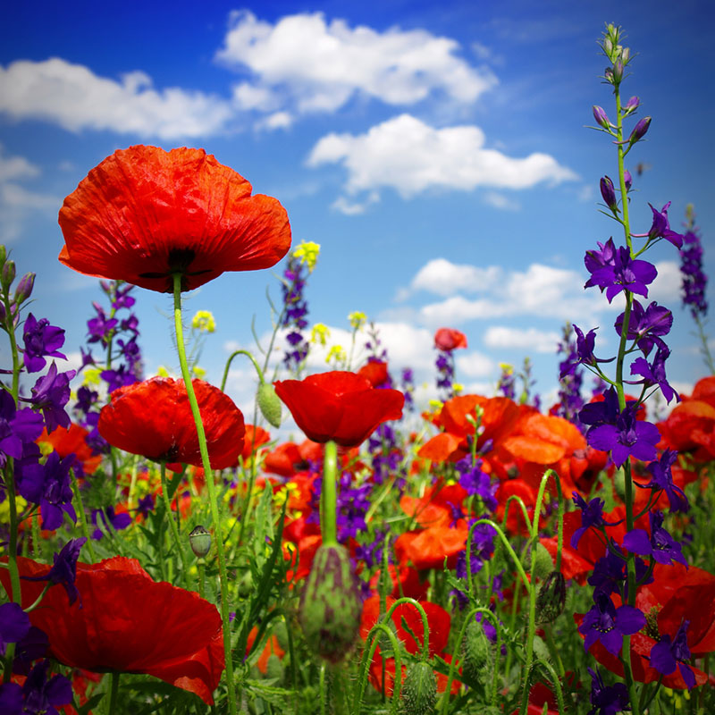 eden brothers exclusive flower mixes