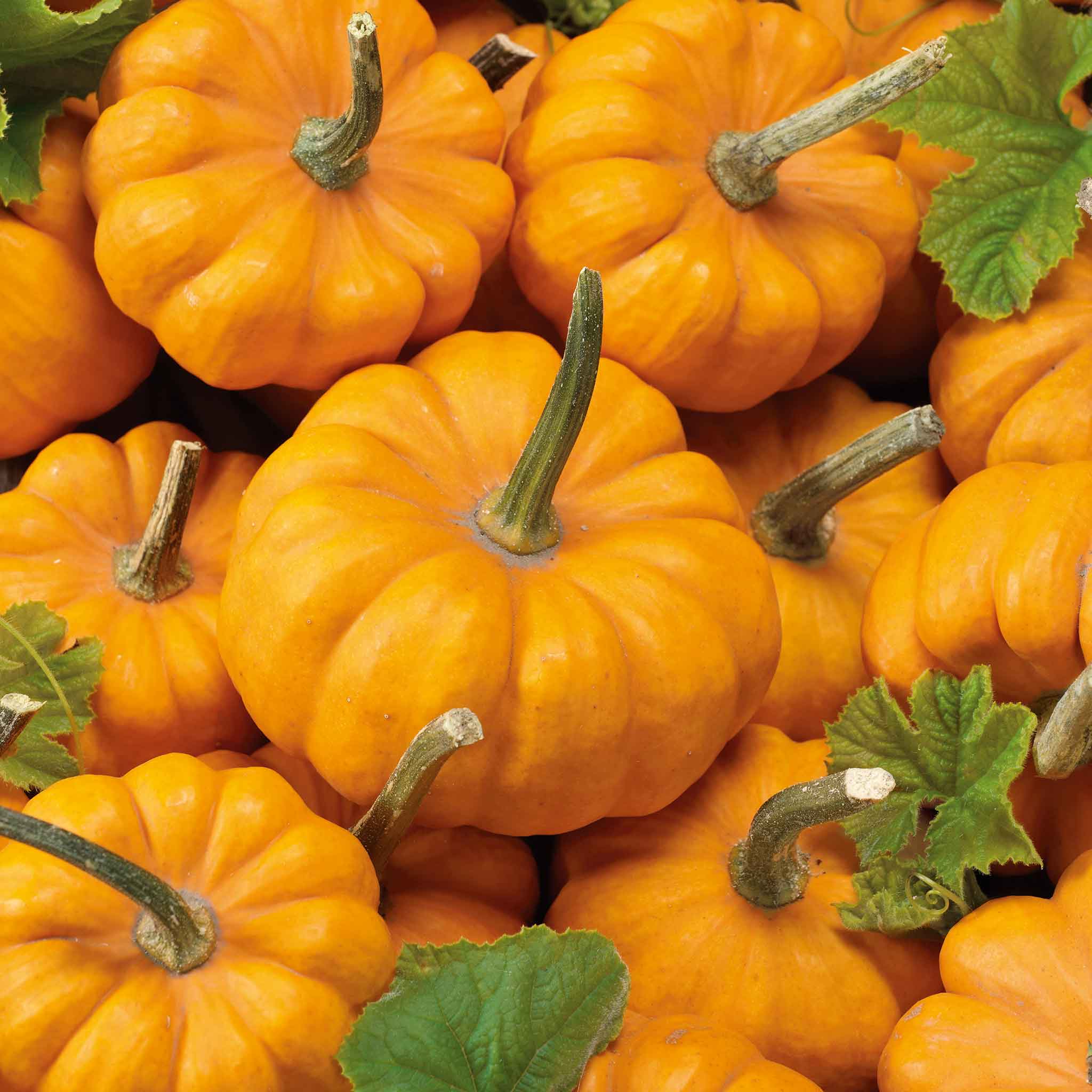organic pumpkin seeds