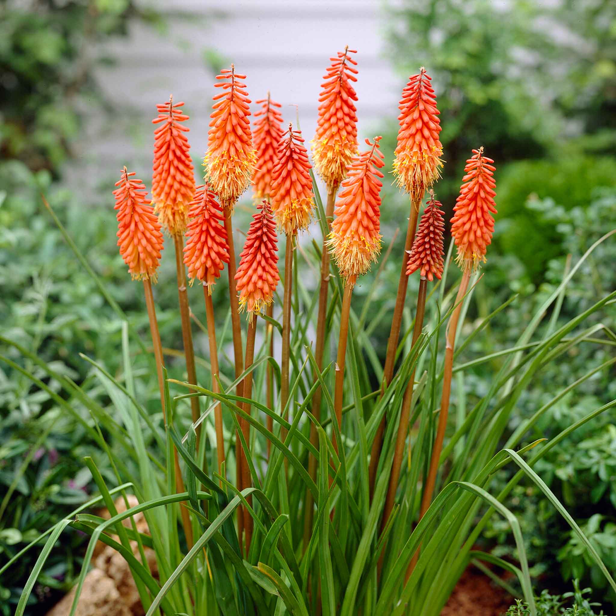 red hot poker roots