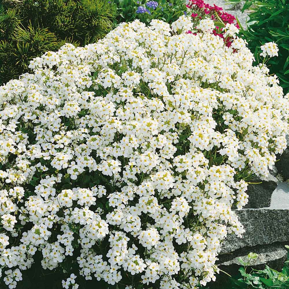 rock cress seeds