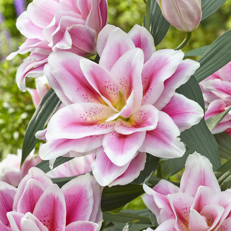 Roselily Bulbs