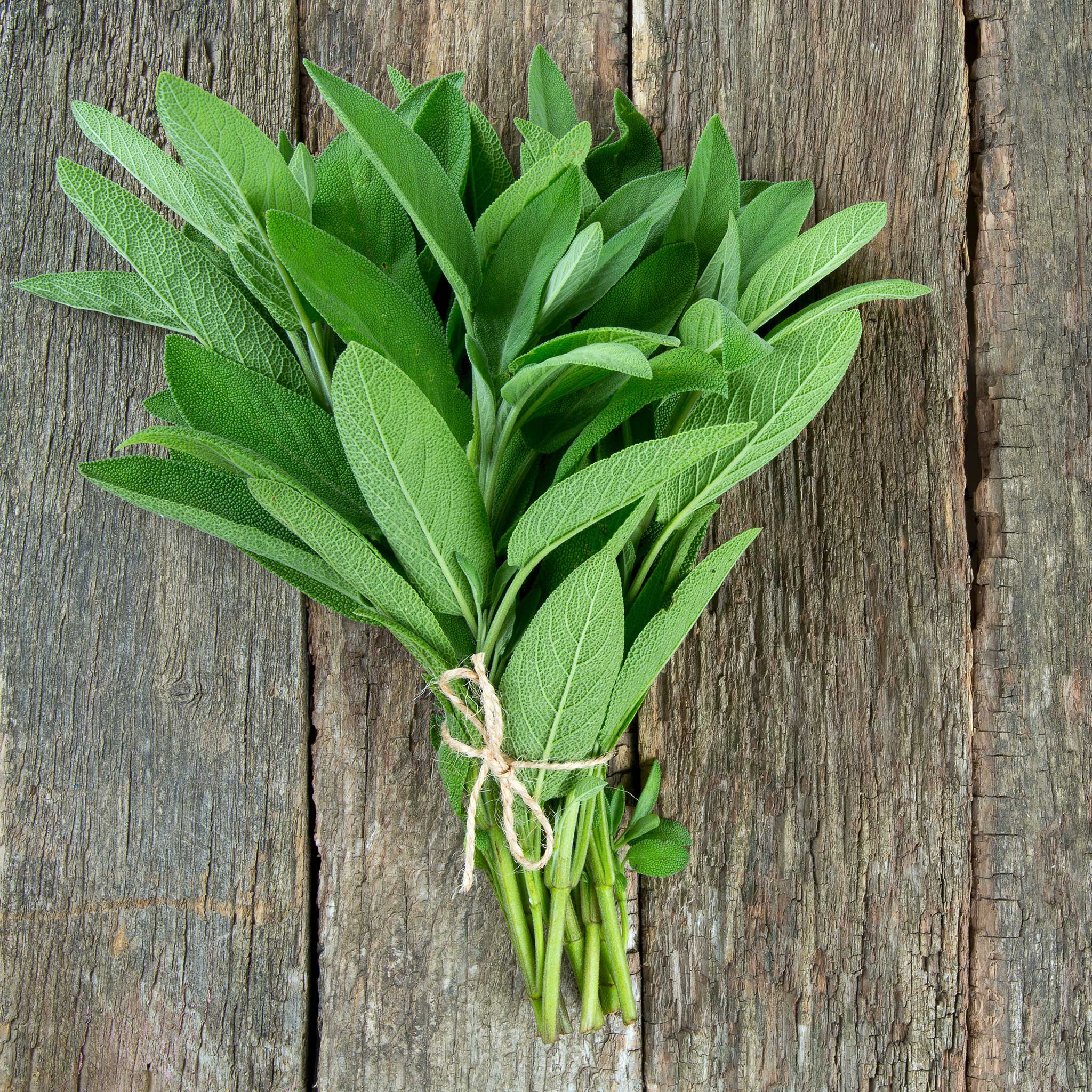sage seed