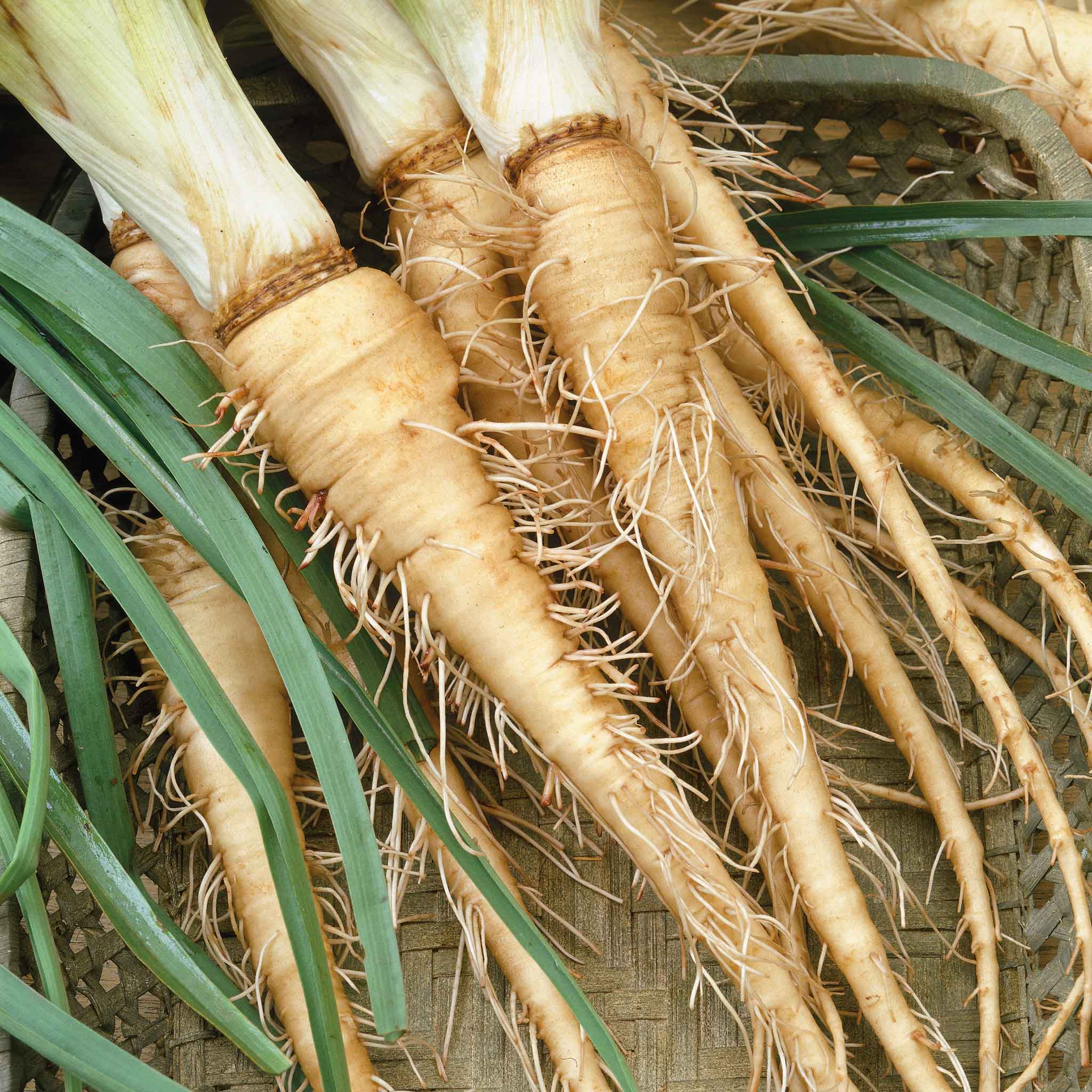 salsify seeds