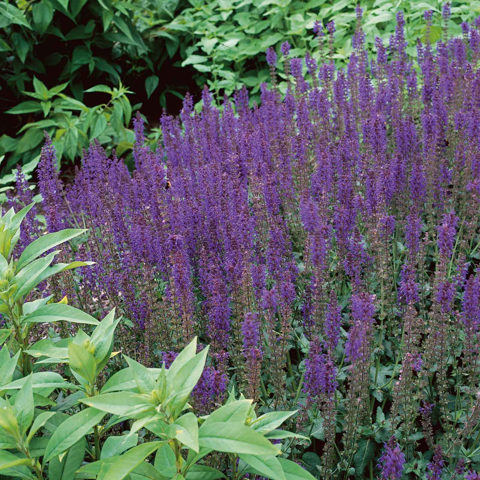 salvia roots