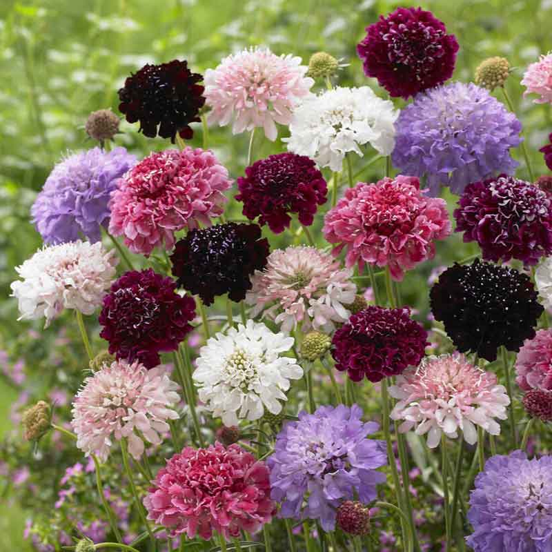 scabiosa seeds
