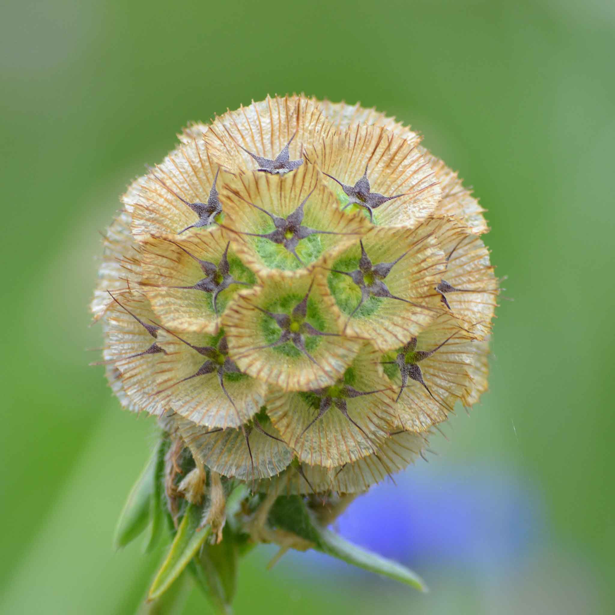 starflower seeds