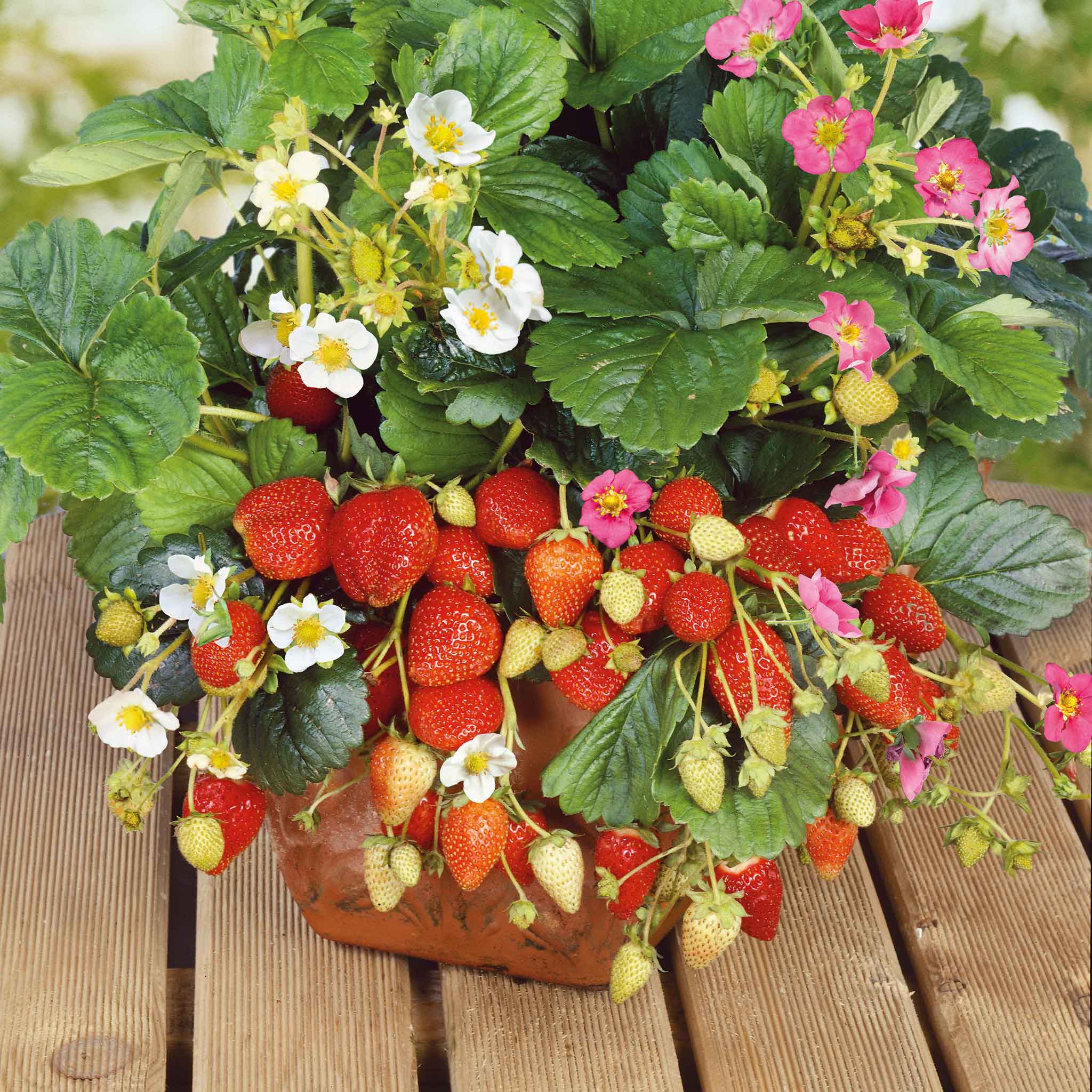strawberry seeds