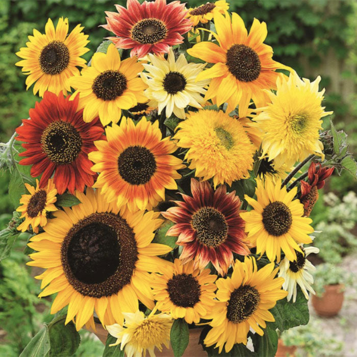 all annual wildflower seed mixes