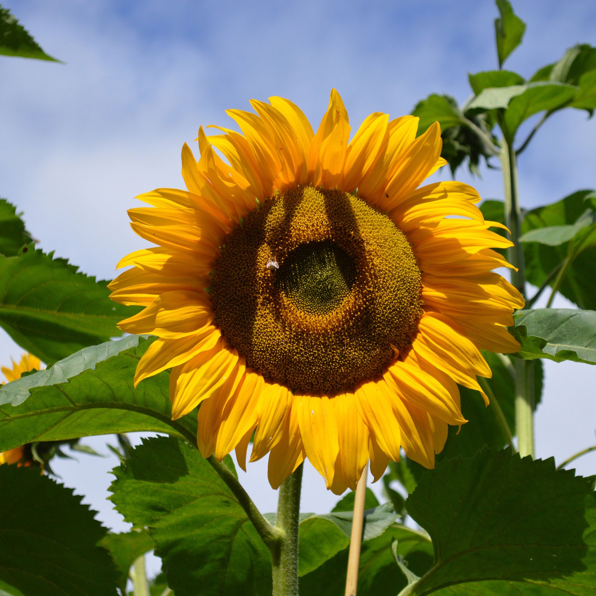 pollinator attractors