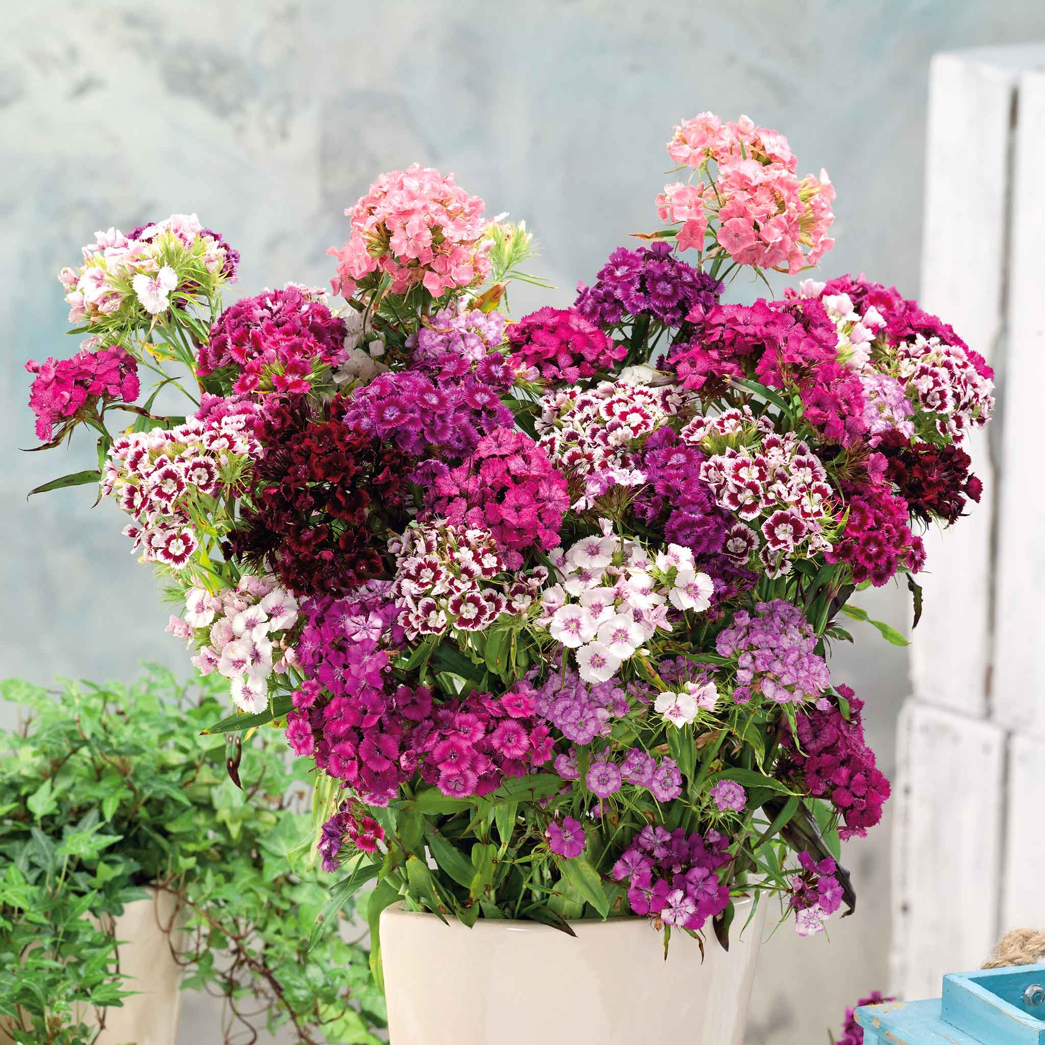 Sweet William Seeds