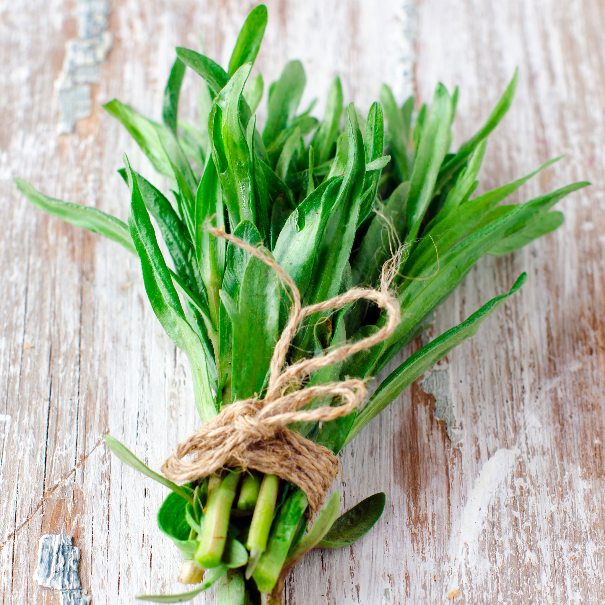 tarragon seed