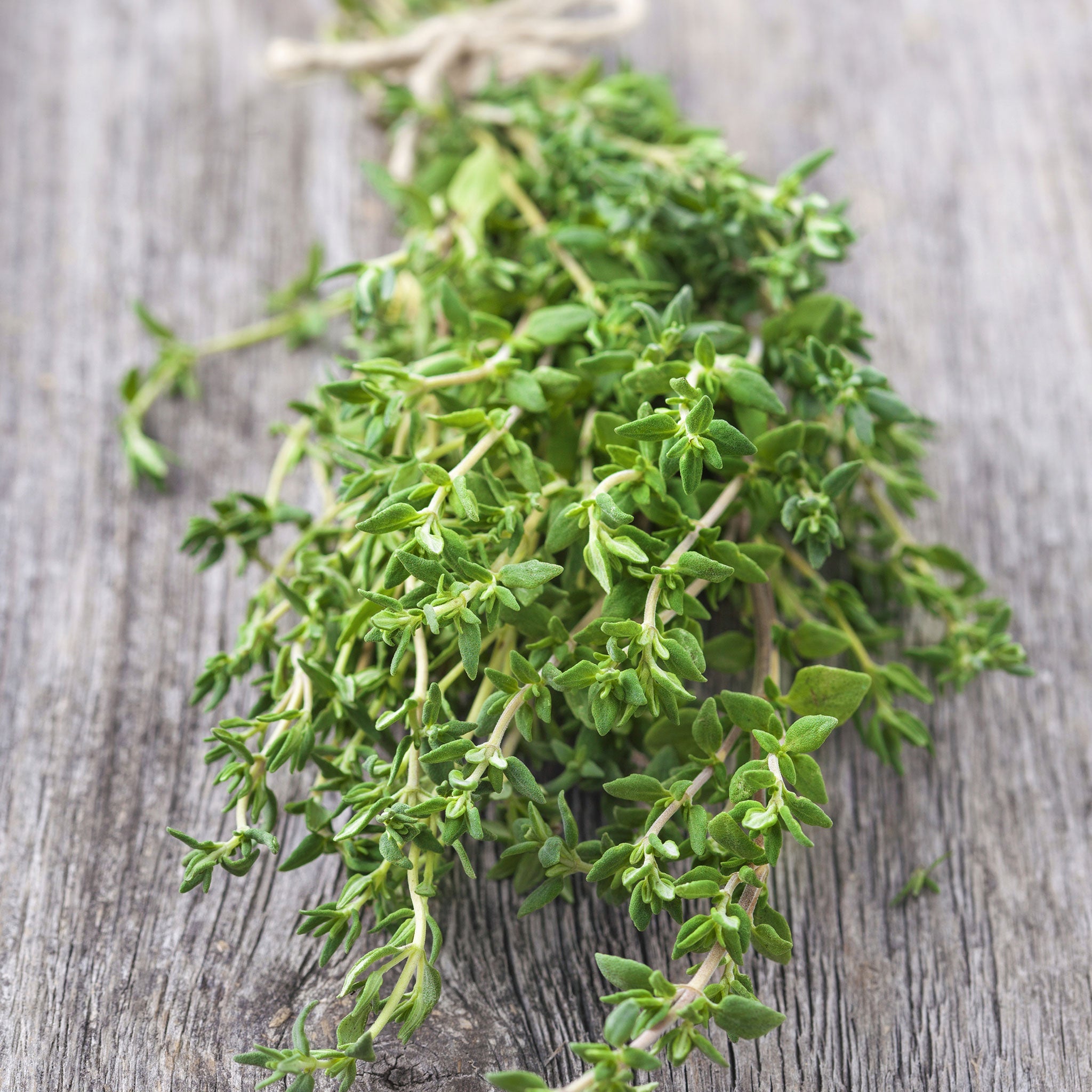 thyme seed