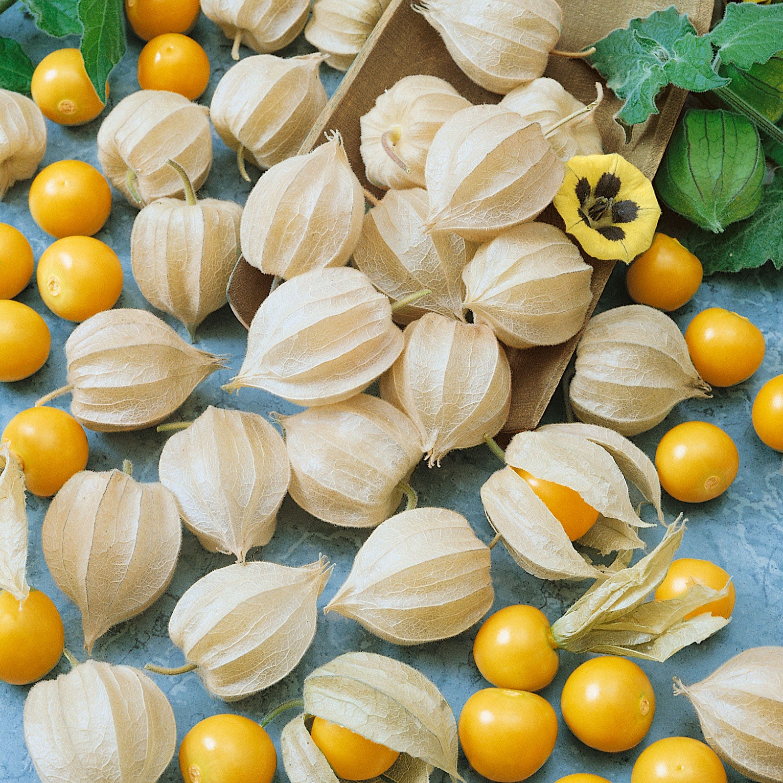 tomatillo seeds