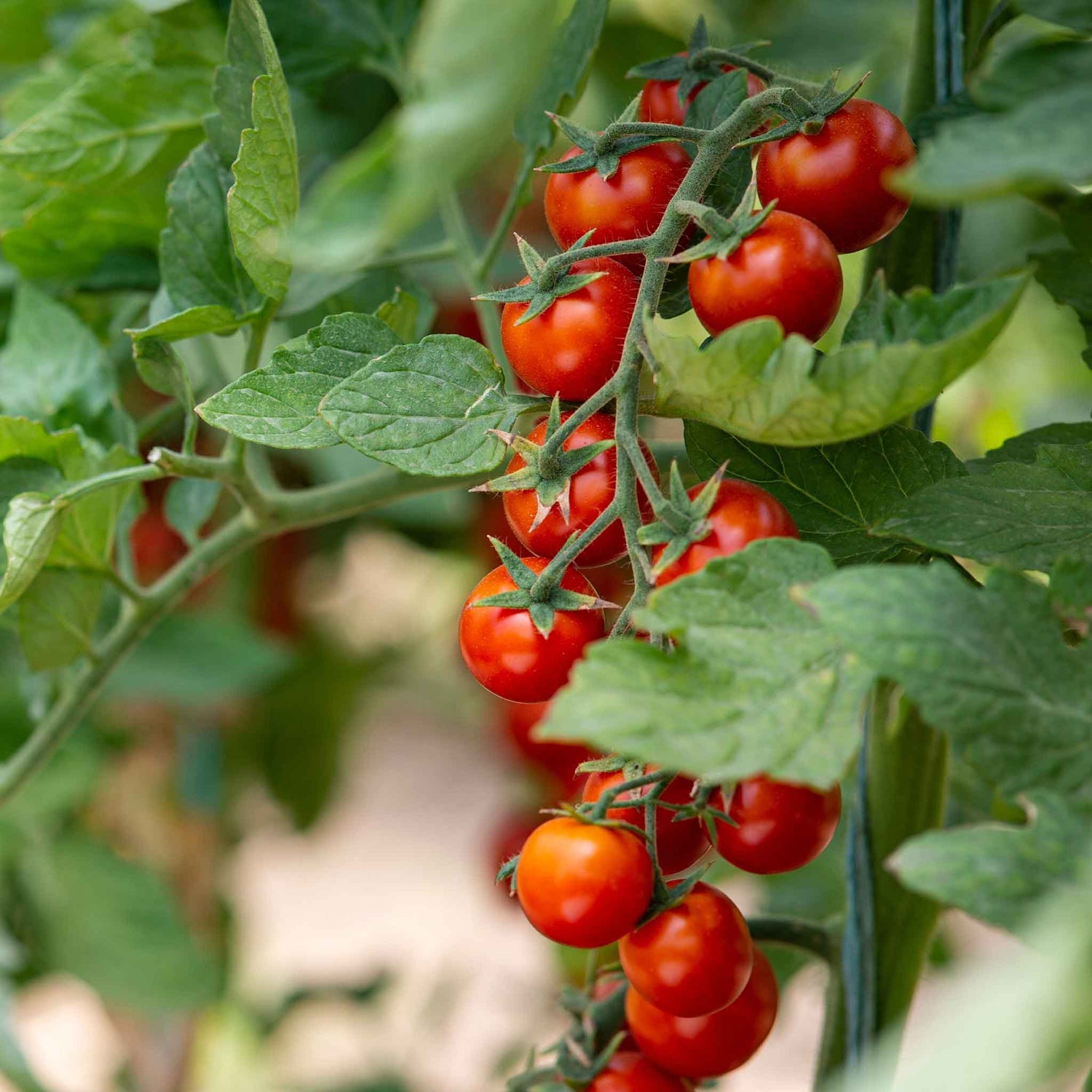 Tomato Seeds