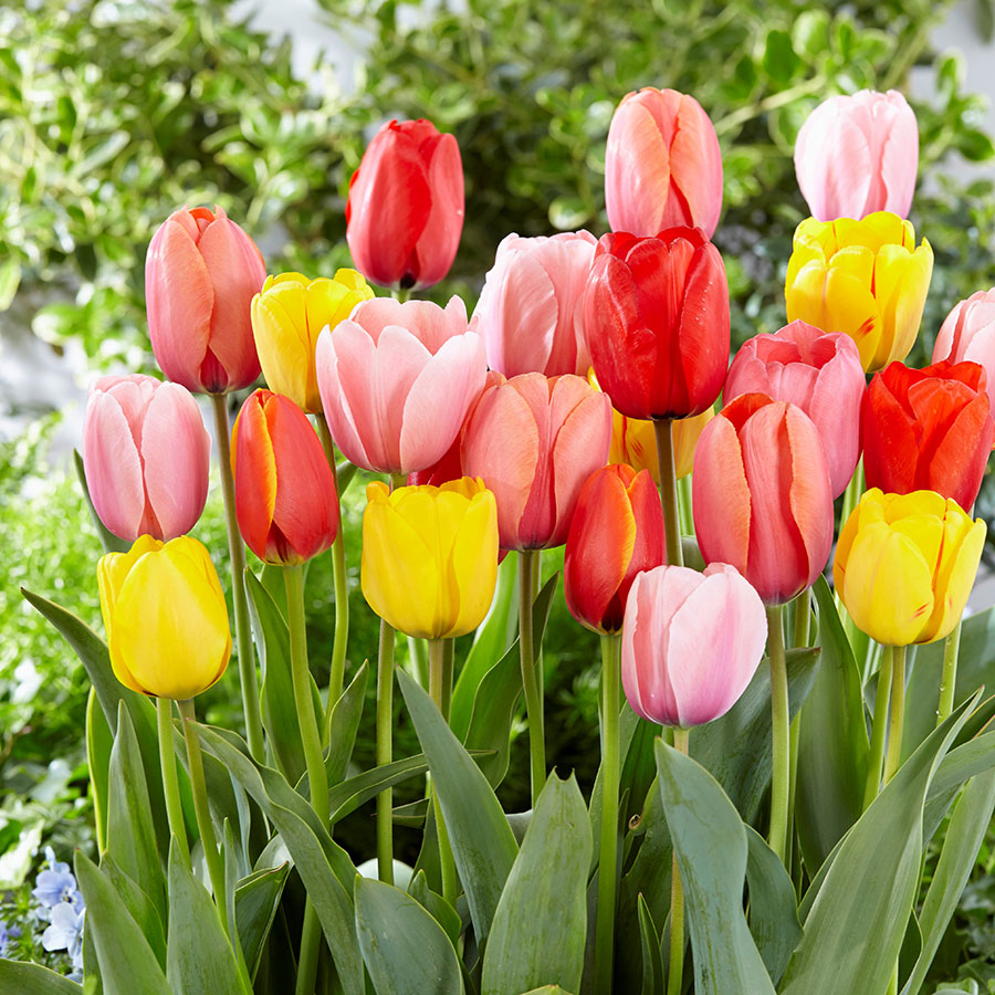container garden bulbs
