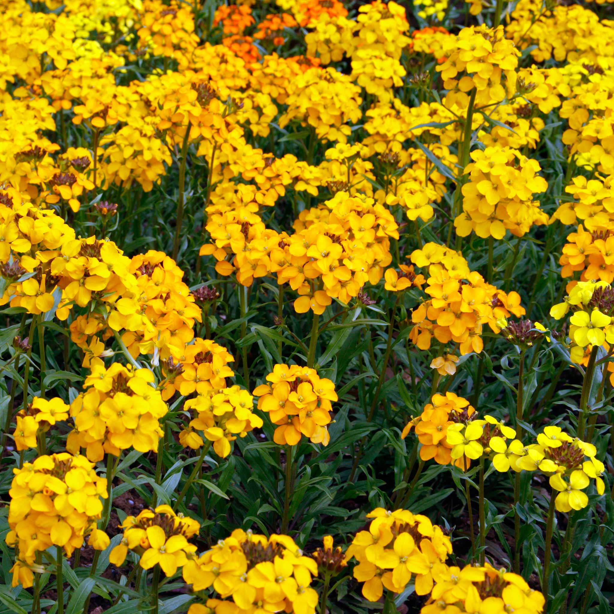 wallflower seed