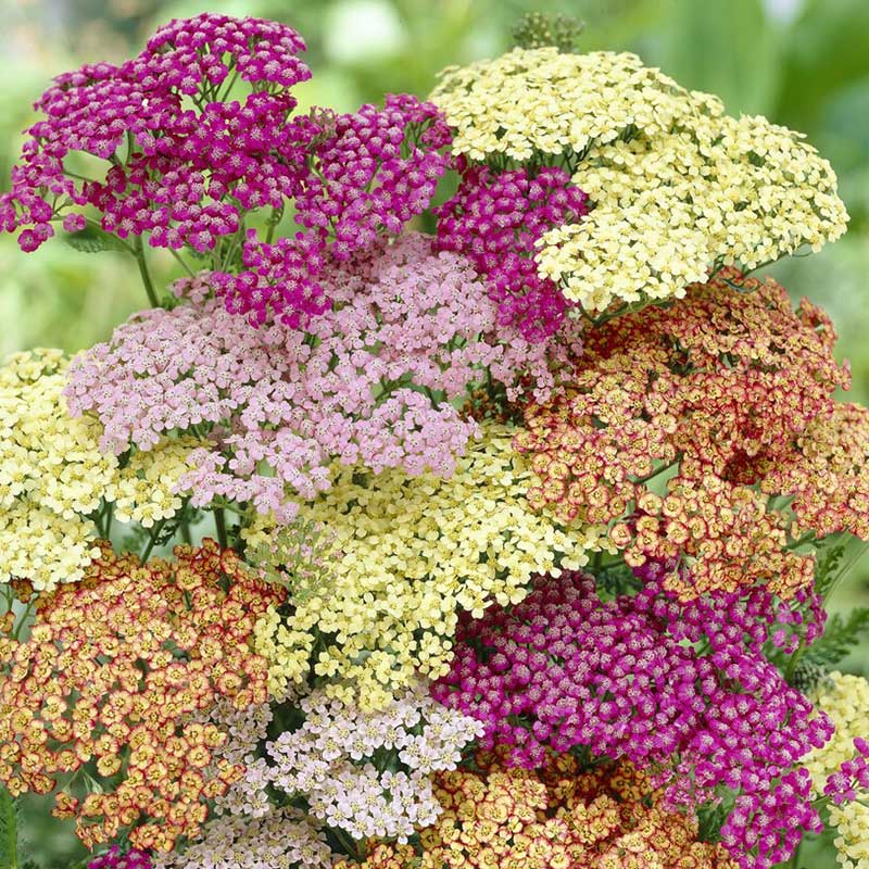 yarrow roots