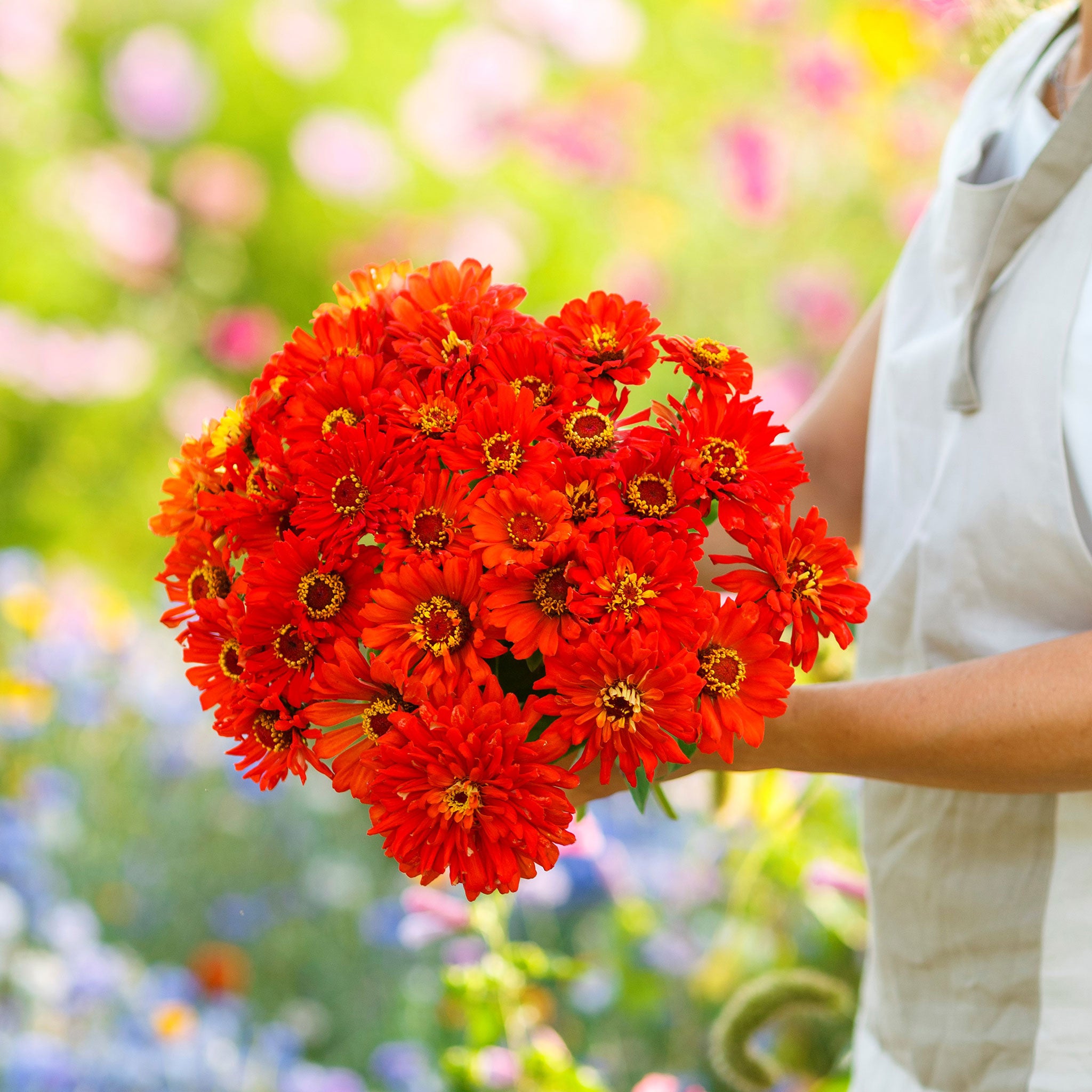 flower seeds and bulbs by color
