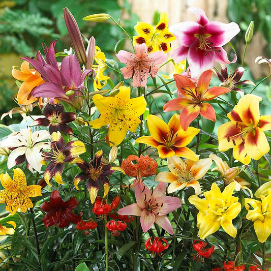 Colorful bouquet of 60 days of lilies with various colors including yellow, pink, red, and purple.