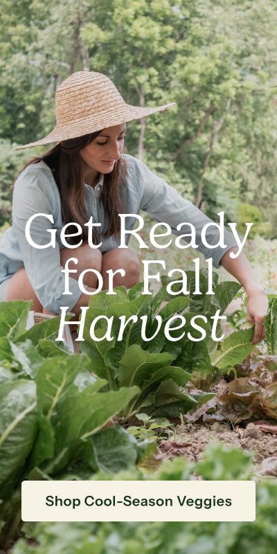 A woman wearing a straw hat and light blue shirt crouches in a garden among leafy green vegetables, with large overlaid text reading 'Get Ready for Fall Harvest' and a banner at the bottom that says 'Shop Cool-Season Veggies'.