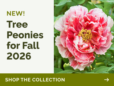 https:  www.edenbrothers.mom collections peony-roots?pf t plant type=Plant+Type%3A+Tree banner