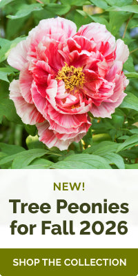 https:  www.edenbrothers.mom collections peony-roots?pf t plant type=Plant+Type%3A+Tree banner