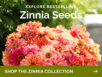 collections zinnia seeds banner