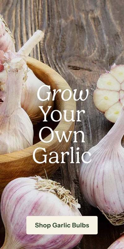 A rustic promotional graphic featuring several garlic bulbs and a sliced garlic bulb arranged on a dark wooden surface, with large white text reading 'Grow Your Own Garlic' and a button that says 'Shop Garlic Bulbs'.