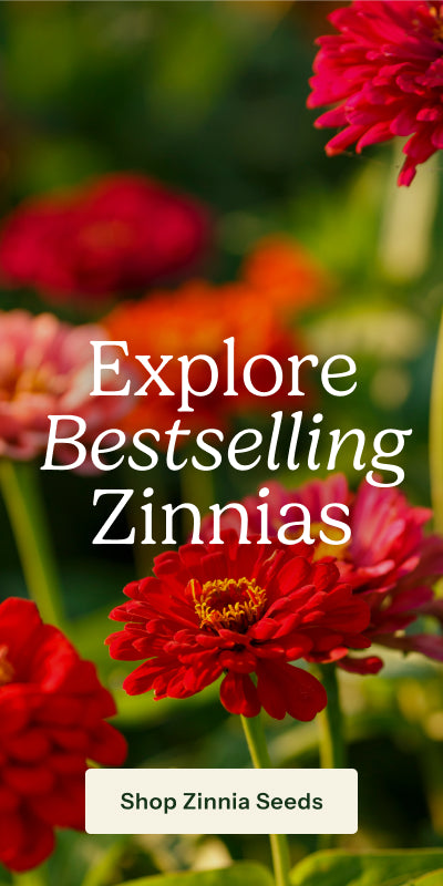 A promotional graphic for zinnia seeds featuring a close-up of a red zinnia flower in a garden with blurred red and orange flowers in the background. Large white text reads 'Explore Bestselling Zinnias' and a white button at the bottom says 'Shop Zinnia Seeds'.
