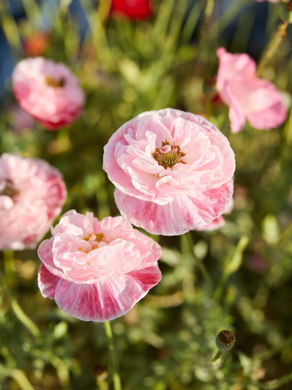 Pink poppy flowers with layered ruffled petals in a garden setting, surrounded by green foliage and other blurred flowers.