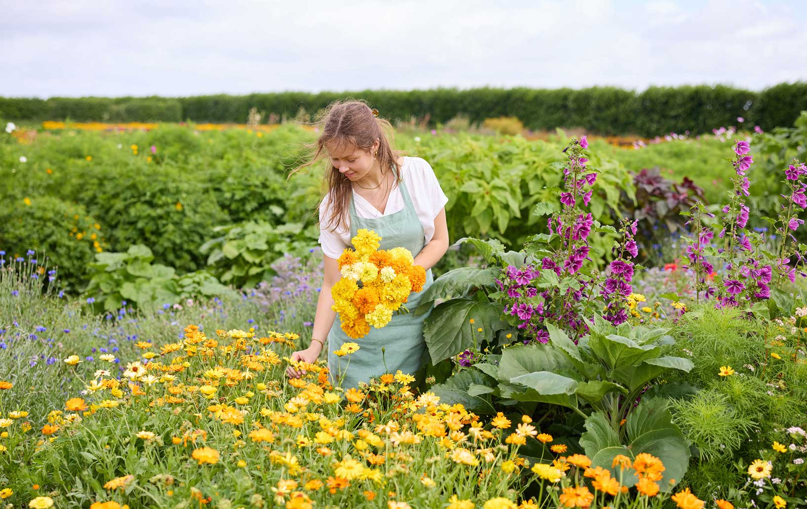 A woman in a white shirt and light green apron stands in a lush flower field, holding a large bouquet of yellow and orange marigolds. The scene is filled with green foliage, purple flowers, and a soft, natural outdoor background.