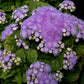 A close-up of a vibrant aloha blue ageratum flower with soft, feathery petals.