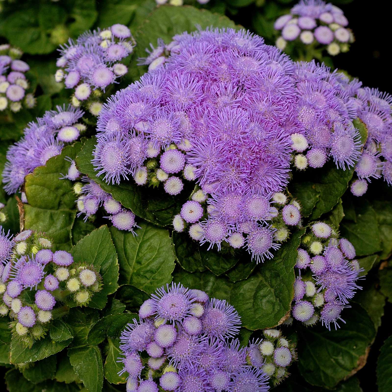 A close-up of a vibrant aloha blue ageratum flower with soft, feathery petals.