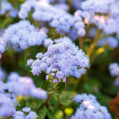 A close-up of vibrant blue mink ageratum flowers with soft, fuzzy petals, clustered together.
