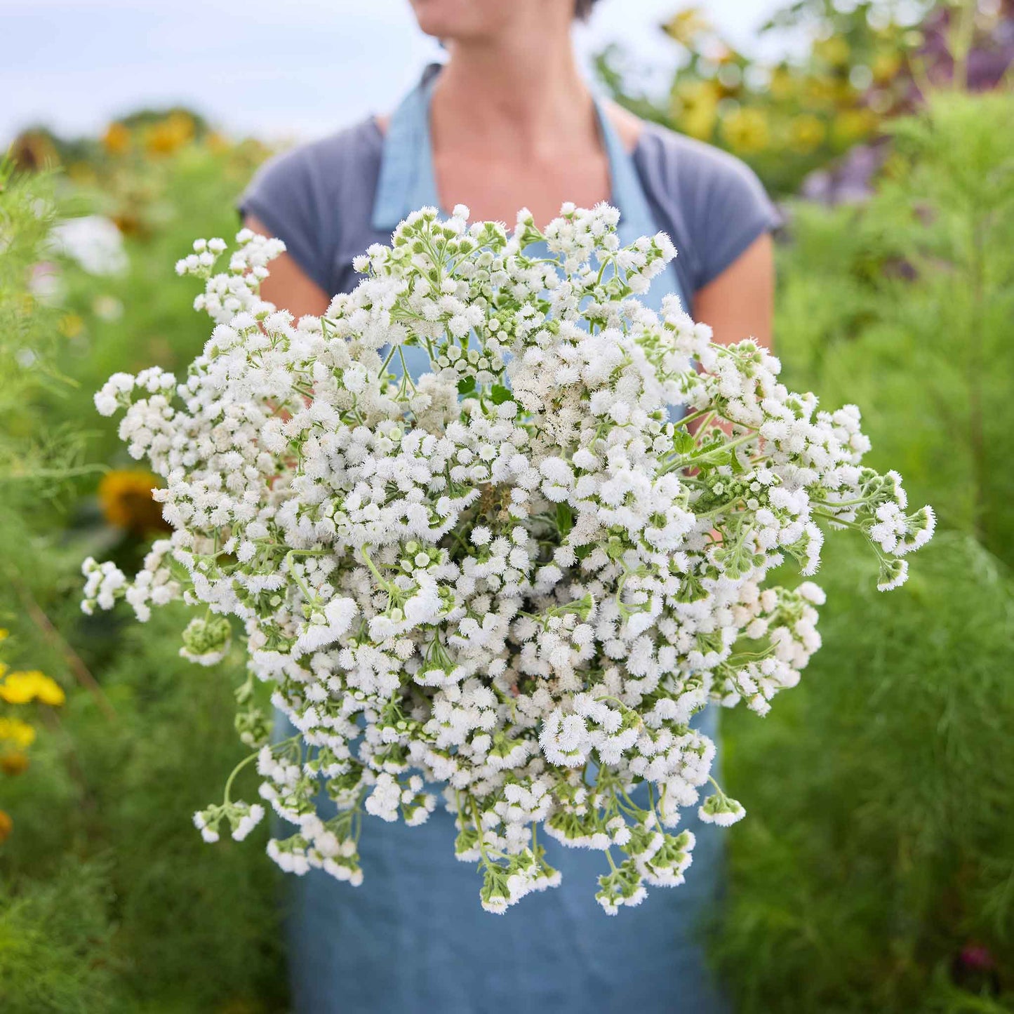 Woman holding a bouquet of white Ageratum flowers in a natural setting.