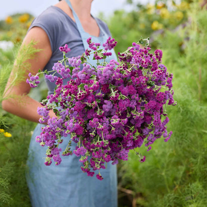 Woman holding a bouquet of purple Ageratum flowers in a natural setting.
