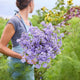 Ageratum Seeds - Dondo Blue
