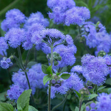 Close-up of fluffy, purple Ageratum 'Dondo Blue' flowers with soft petals and a delicate texture.