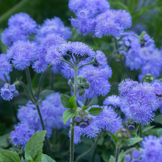 Close-up of fluffy, purple Ageratum 'Dondo Blue' flowers with soft petals and a delicate texture.