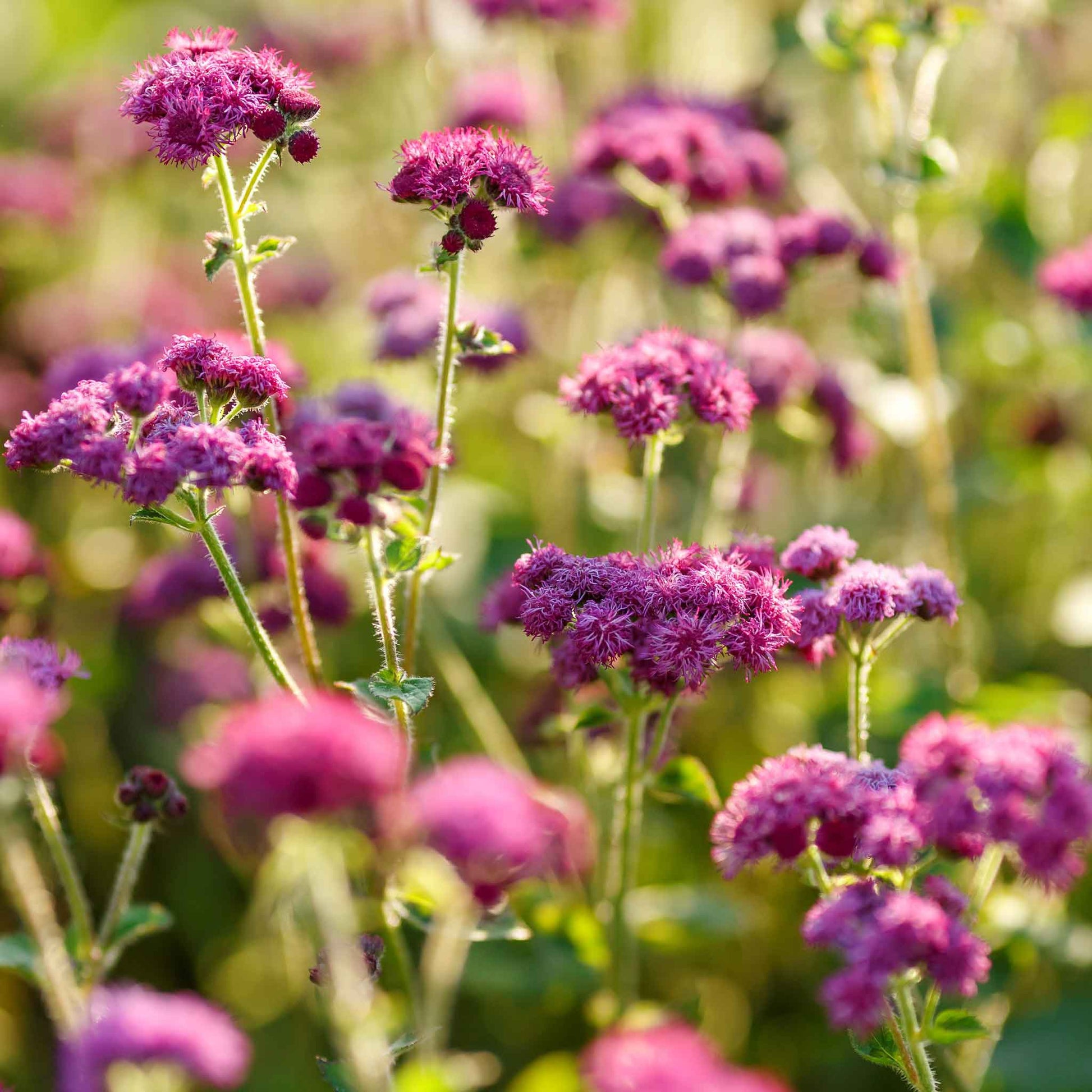 Close-up of bright red flint ageratum flowers with soft, feathery blooms.