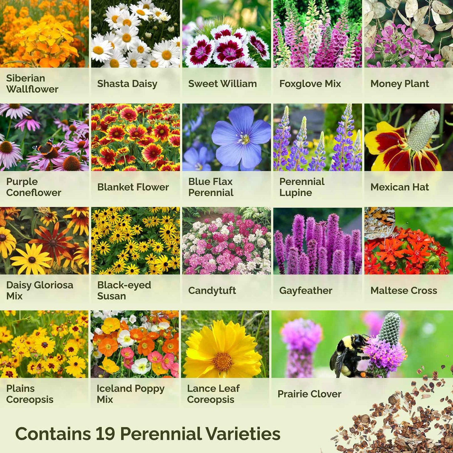 Graphic displaying the contents of all perennial wildflower mix