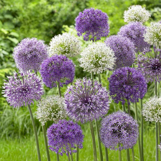 A vibrant mix of purple and white allium flowers with round blooms, on a green background.